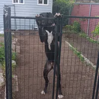 AKC - Prince Sundance, a male Great Dane for sale in Hampton, VA – 5 of 6
