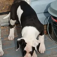 processed/85540df0-0b1a-4b1a-95fd-040c9c40f093/listing/86f35242-0fa0-456c-a5ec-5a08ffd48424/06c94082-533c-40bf-831e-4d1b86e1ff83