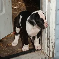 processed/85540df0-0b1a-4b1a-95fd-040c9c40f093/listing/86f35242-0fa0-456c-a5ec-5a08ffd48424/366b539b-75d3-4810-9b1d-0e7e97b3ce3a