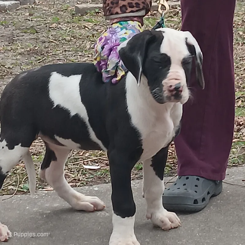 AKC - Princess Panda