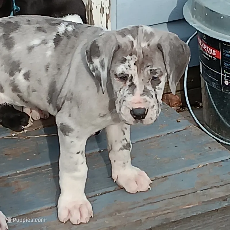 AKC - Empres Diamonds & Pearls