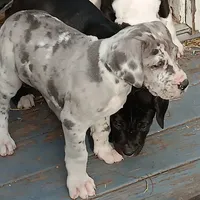 processed/85540df0-0b1a-4b1a-95fd-040c9c40f093/listing/9e4d0a7e-1fc2-40ab-a2c5-4b3008f0ef1c/38286465-149e-4b78-aa36-6548d27228a0