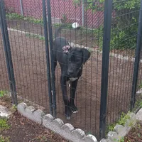 AKC - Prince Sundance, a male Great Dane for sale in Hampton, VA – 3 of 6