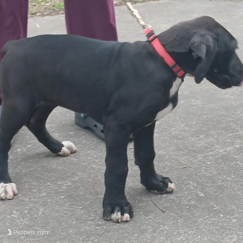 AKC - Princess Midnight