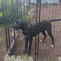 AKC - Prince Sundance, a male Great Dane for sale in Hampton, VA – 6 of 6