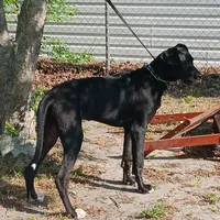 AKC - Prince Sundance, a male Great Dane for sale in Hampton, VA – 1 of 6