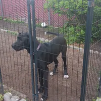AKC - Prince Sundance, a male Great Dane for sale in Hampton, VA – 2 of 6