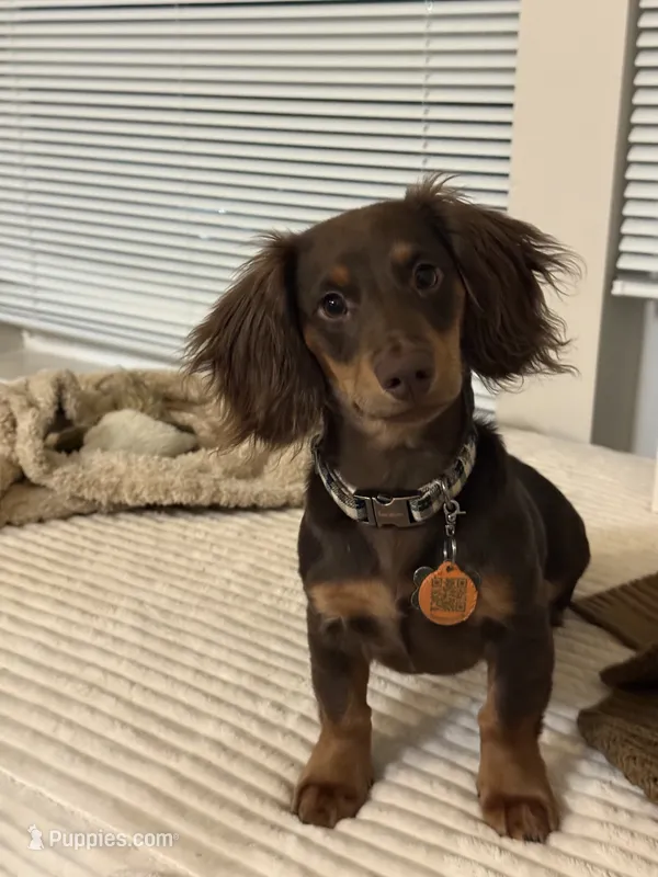 Gus – Miniature Dachshund puppy for sale in Tacoma, WA