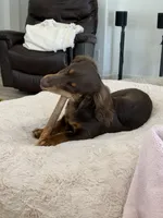 Gus, a male Miniature Dachshund for sale in Tacoma, WA – 5 of 8