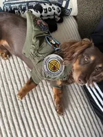 Gus, a male Miniature Dachshund for sale in Tacoma, WA – 4 of 8