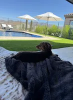 Gus, a male Miniature Dachshund for sale in Tacoma, WA – 2 of 8