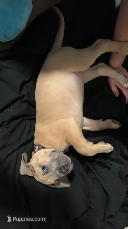 Coral – Great Dane puppy for sale in Wichita, KS