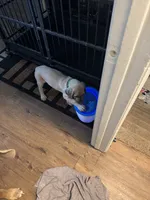 Titus, a male Great Dane for sale in Wichita, KS – 2 of 2