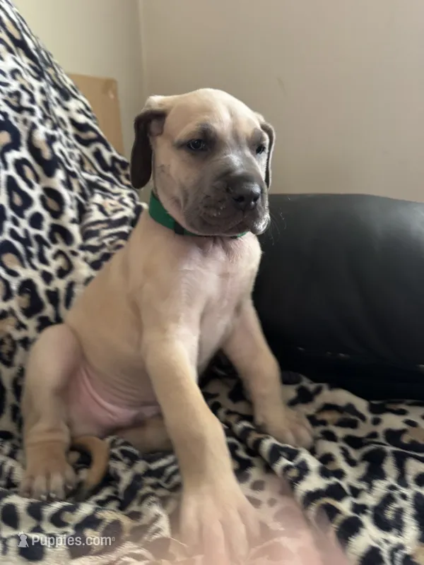 Titus – Great Dane puppy for sale in Wichita, KS