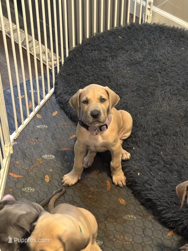 Nova – Great Dane puppy for sale in Wichita, KS