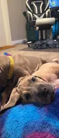 Coral, a female Great Dane for sale in Wichita, KS – 2 of 2