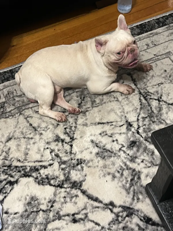 Casper – French Bulldog puppy for sale in Chicago, IL
