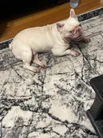 Casper, a male French Bulldog for sale in Chicago, IL – 1 of 3
