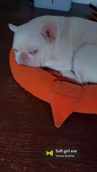 Casper, a male French Bulldog for sale in Chicago, IL – 2 of 3