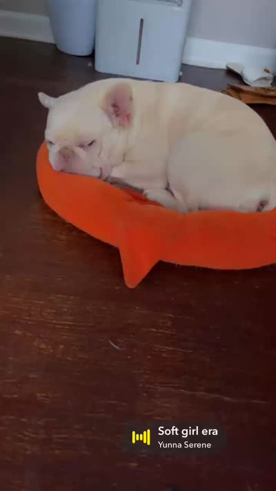 Casper, a male French Bulldog for sale in Chicago, IL – 3 of 3