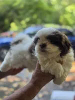 Chip, a male Shih Tzu for sale in Alexander City, AL – 5 of 8