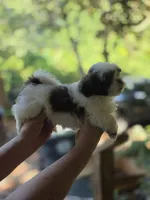 Champ, a male Shih Tzu for sale in Alexander City, AL – 7 of 7