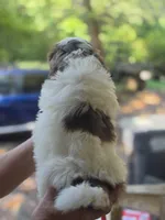 Chip, a male Shih Tzu for sale in Alexander City, AL – 6 of 8