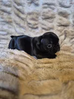 Mocha , a female French Bulldog for sale in Alexander City, AL – Photo 2 of 4