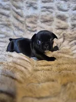 Mocha , a female French Bulldog for sale in Alexander City, AL – Photo 3 of 4