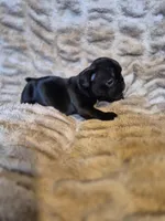 Mocha , a female French Bulldog for sale in Alexander City, AL – Photo 1 of 4