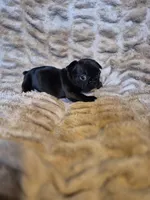 Mocha , a female French Bulldog for sale in Alexander City, AL – Photo 4 of 4