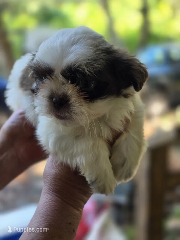 Champ – Shih Tzu puppy for sale in Alexander City, AL