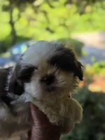 Chip, a male Shih Tzu for sale in Alexander City, AL – 1 of 8