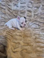 Magnolia , a female French Bulldog for sale in Alexander City, AL – Photo 3 of 4