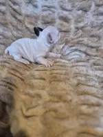 Magnolia , a female French Bulldog for sale in Alexander City, AL – Photo 4 of 4