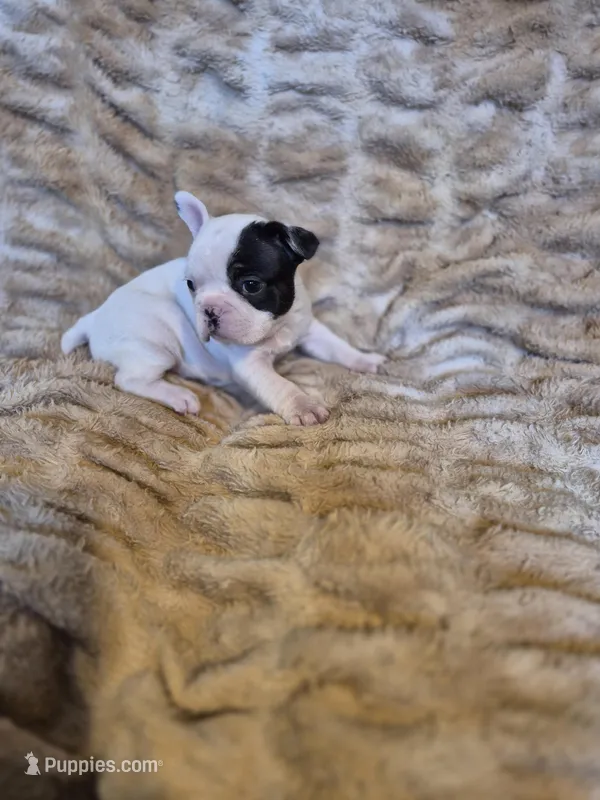 Magnolia , a female French Bulldog for sale in Alexander City, AL – Photo 1 of 4