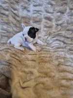 Magnolia , a female French Bulldog for sale in Alexander City, AL – Photo 1 of 4