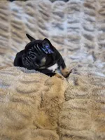 Q Ball, a male French Bulldog for sale in Alexander City, AL – Photo 6 of 6