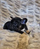 Q Ball, a male French Bulldog for sale in Alexander City, AL – Photo 2 of 6