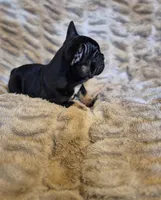 Q Ball, a male French Bulldog for sale in Alexander City, AL – Photo 3 of 6