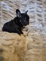 Q Ball, a male French Bulldog for sale in Alexander City, AL – Photo 5 of 6