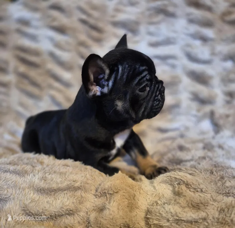 Q Ball, a male French Bulldog for sale in Alexander City, AL – Photo 1 of 6