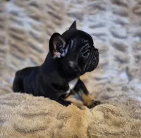 Q Ball, a male French Bulldog for sale in Alexander City, AL – Photo 1 of 6