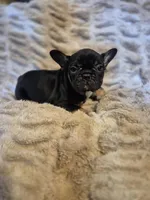 Q Ball, a male French Bulldog for sale in Alexander City, AL – Photo 4 of 6