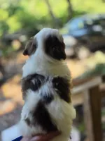 Champ, a male Shih Tzu for sale in Alexander City, AL – 2 of 7