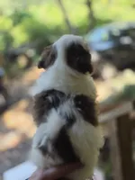 Champ, a male Shih Tzu for sale in Alexander City, AL – 3 of 7