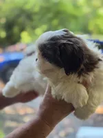 Chip, a male Shih Tzu for sale in Alexander City, AL – 8 of 8