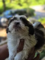Champ, a male Shih Tzu for sale in Alexander City, AL – 6 of 7