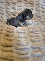 Blue Ivy , a female French Bulldog for sale in Alexander City, AL – Photo 4 of 4