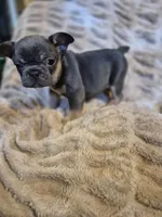 Blue Ivy , a female French Bulldog for sale in Alexander City, AL – Photo 3 of 4